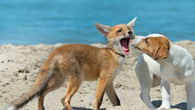 Shocking Discovery: The World’s First Dog-Fox Hybrid Sparks Concern Among Scientists