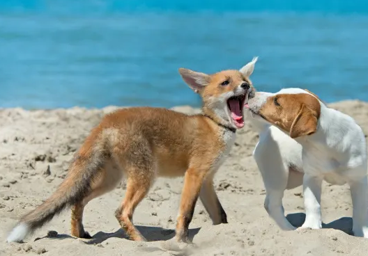 Shocking Discovery: The World’s First Dog-Fox Hybrid Sparks Concern Among Scientists