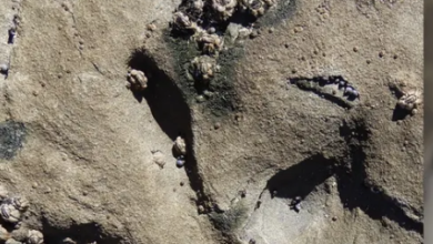 Oldest Bird Tracks in Australia Rewind the Clock 120 Million Years! Discover the Secrets of Ancient Avian Migrations on the Lost Polar Landscapes of Gondwana!”