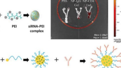 Nanomedicine Breakthrough: Innovative siRNA Therapy Targets HIV, Reactivates Autophagy for Enhanced Defense”