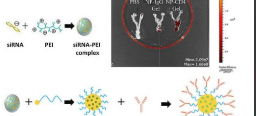 Nanomedicine Breakthrough: Innovative siRNA Therapy Targets HIV, Reactivates Autophagy for Enhanced Defense”