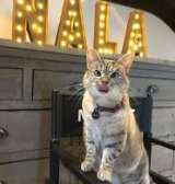 Photo of Meet nala cat: the instagram star with a ton of fo – tymoff