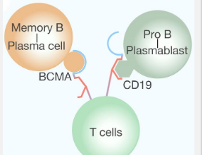 Innovative Use of BCMA-CD19 Bispecific CAR T Cells in Treating Relapsed/Refractory CIDP