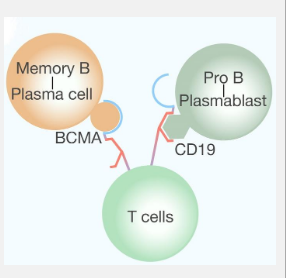 Innovative Use of BCMA-CD19 Bispecific CAR T Cells in Treating Relapsed/Refractory CIDP